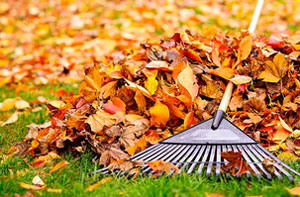 Leaf Clearance Farnborough